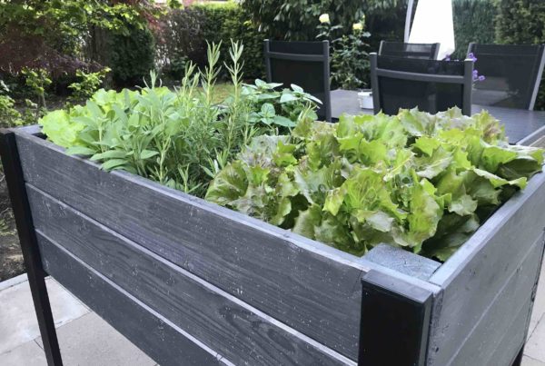 Salat im Hochbeet pflanzen? Eine gute Idee!