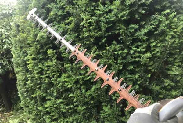 Wann sollte man die Hecke schneiden?