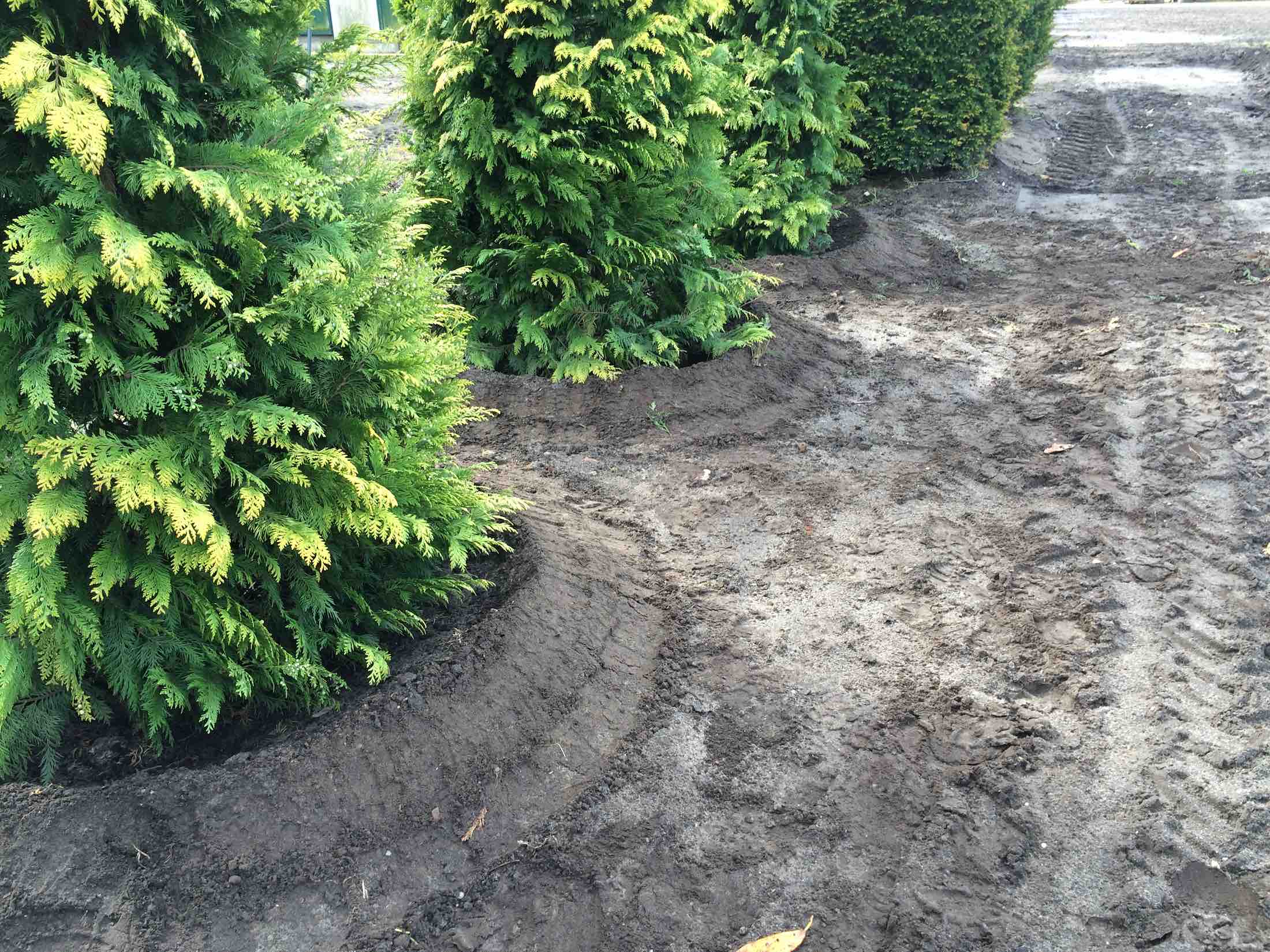 Wenn die Thuja Hecke vertrocknet kann der Gießrand Abhilfe schaffen