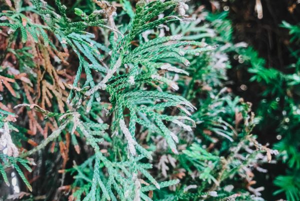 Thuja Hecke vertrocknet - Was kann man tun?