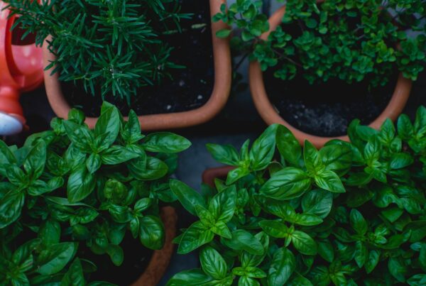 Die besten Kräuter zum Grillen