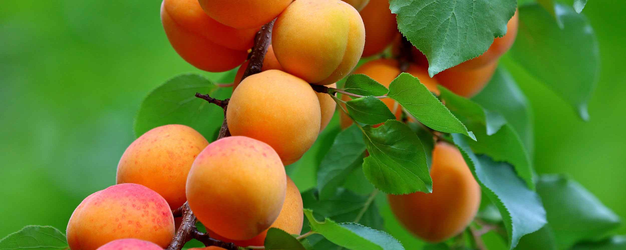 Aprikosenbaum für den Obstgarten