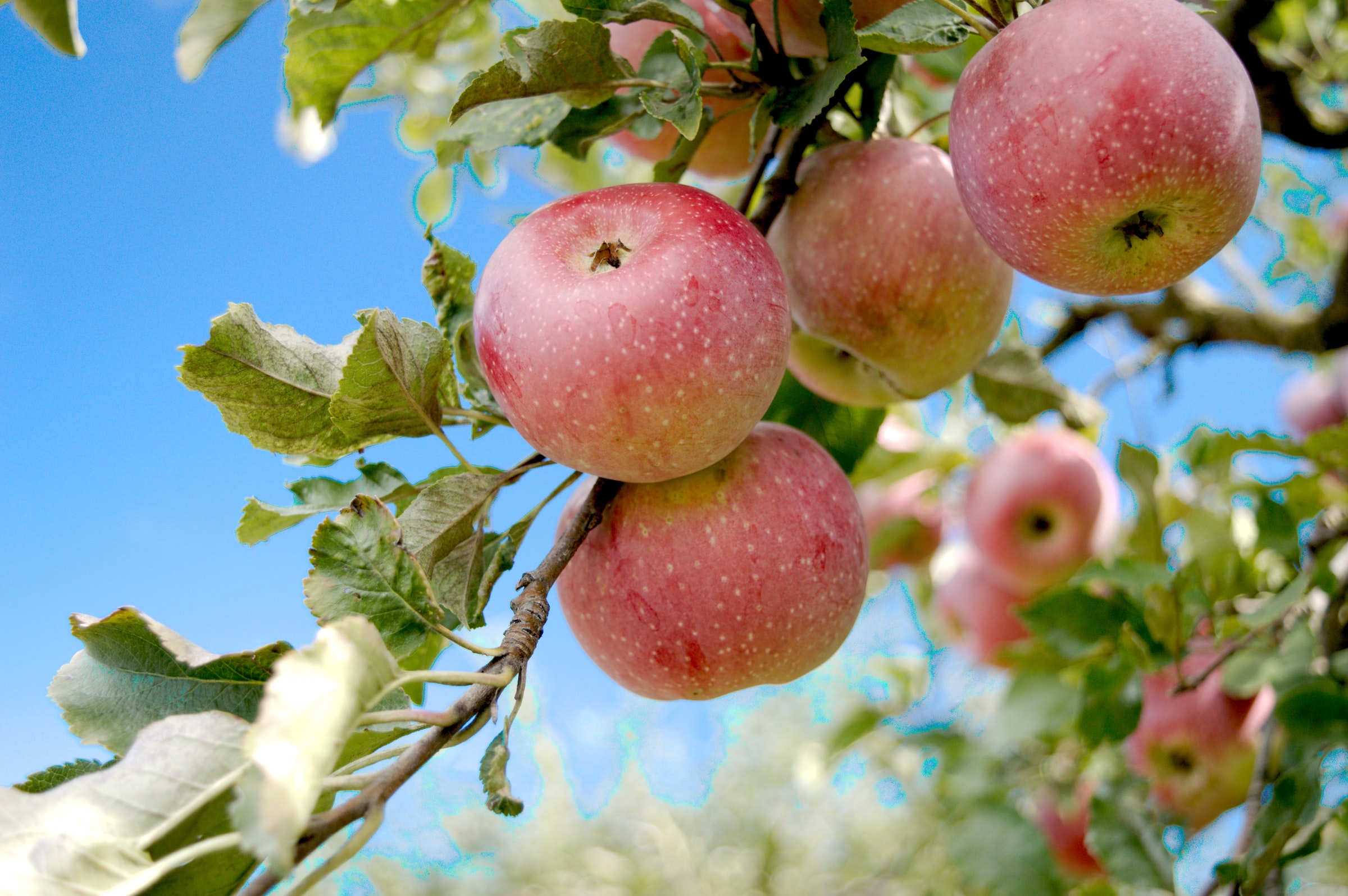 Die 7 beliebtesten Obstsorten für deinen Garten