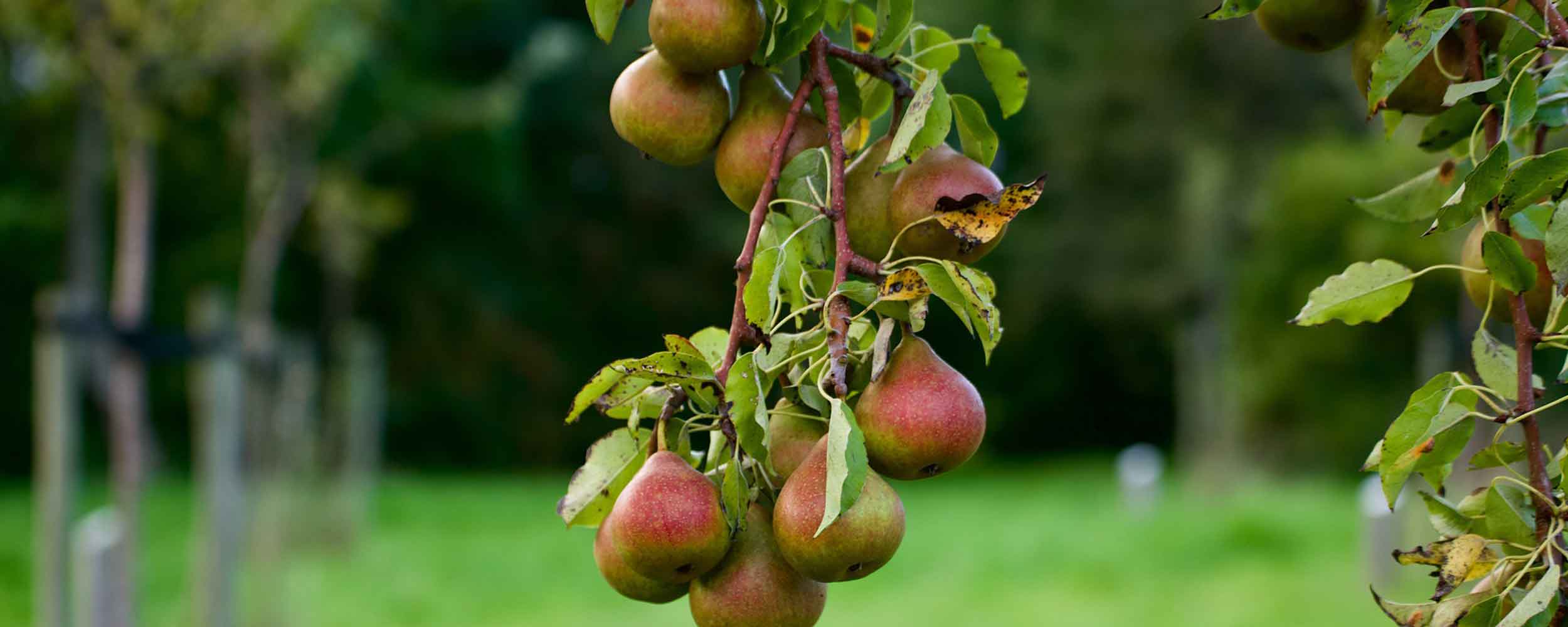 Auch der Birnenbaum ist eine beliebte Obstsorte