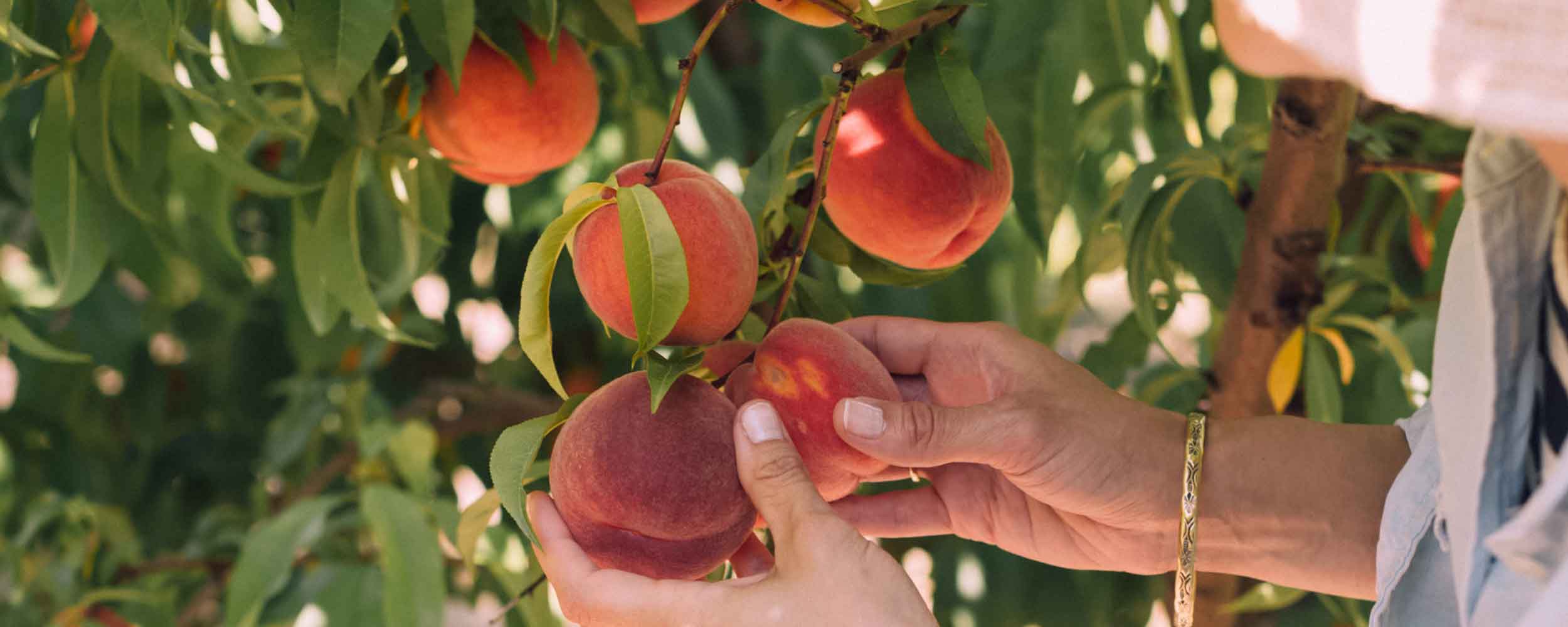 Zu den beliebtesten Obstsorten zählt Pfirsich