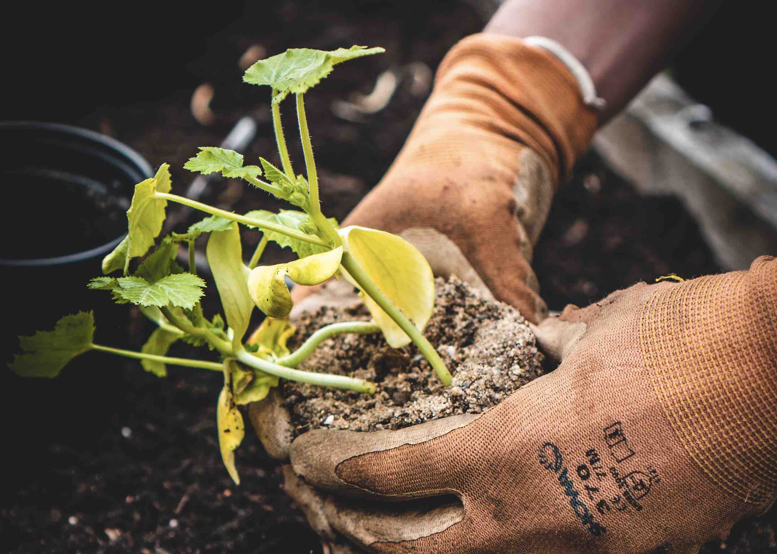 Selbstversorgung aus dem Garten: Anleitung für Einsteiger