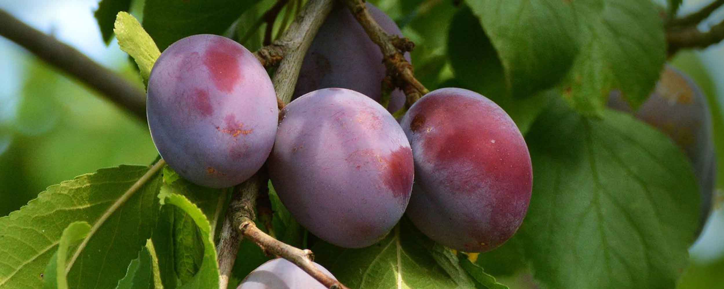 Zwetschgen und Pflaumen als Obstbaum