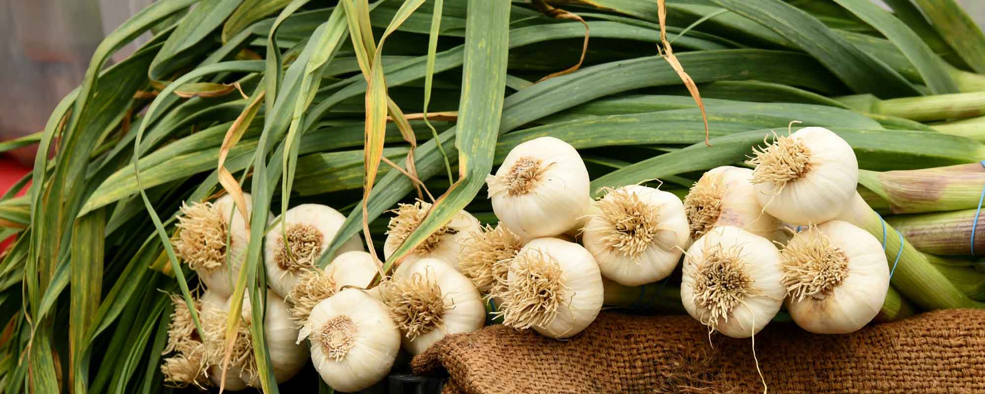 Knoblauch als Gemüse für Einsteiger