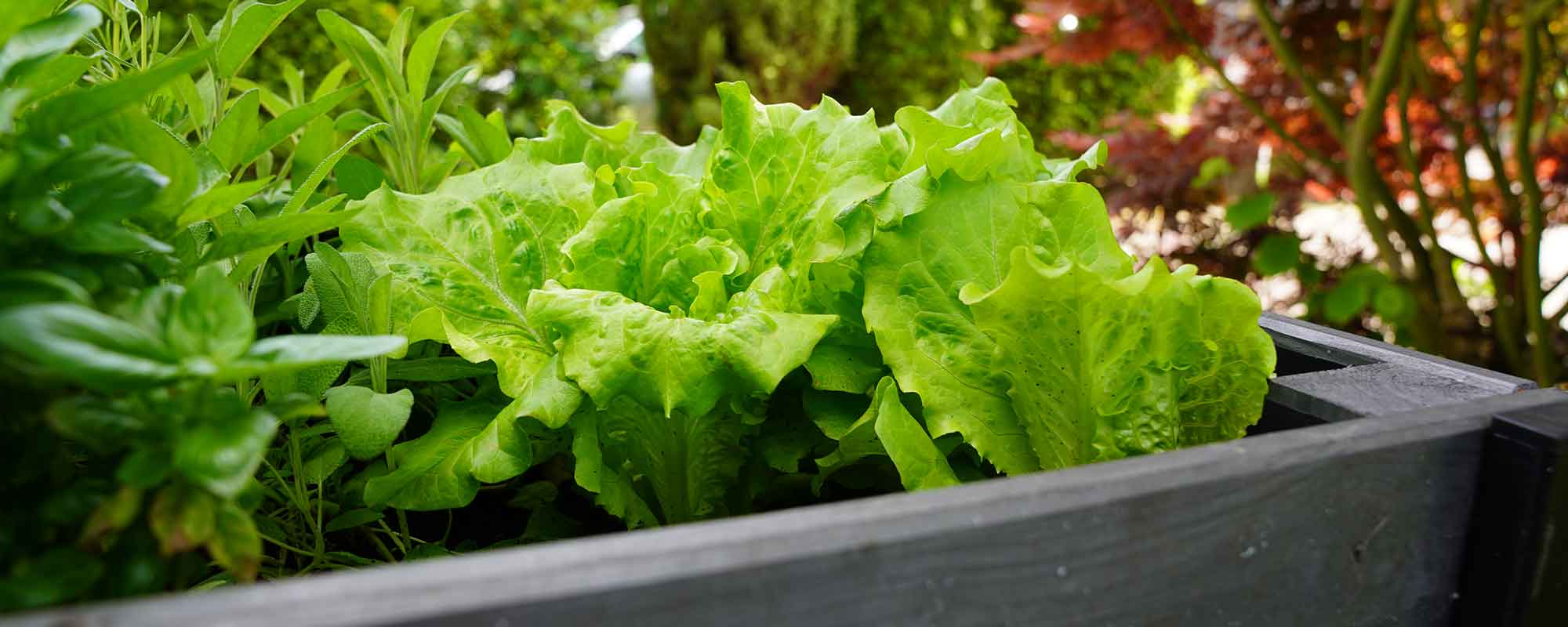 Salat als Gemüse für Einsteiger