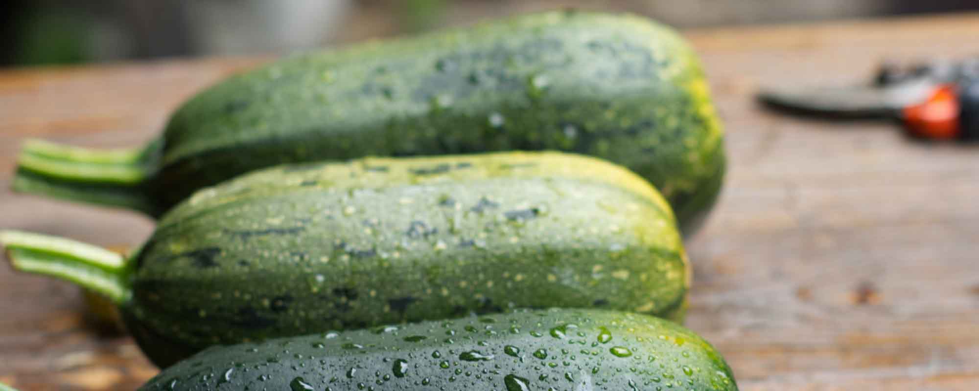 Zucchini als Gemüse für Einsteiger