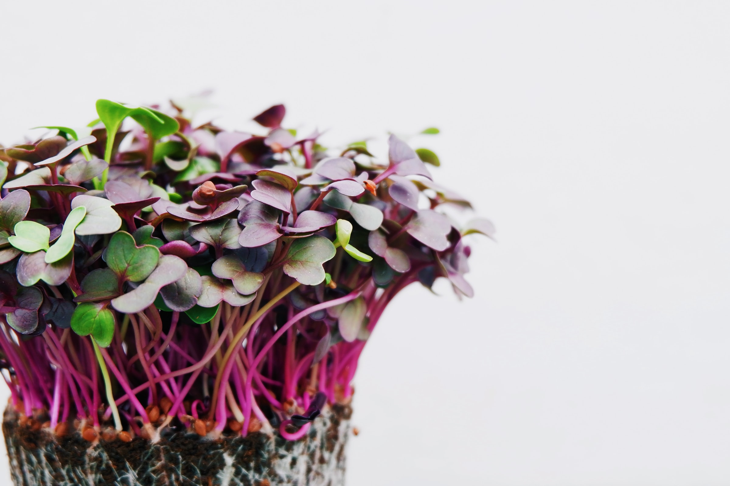 Microgreens anbauen – Anleitung und Tipps für Einsteiger