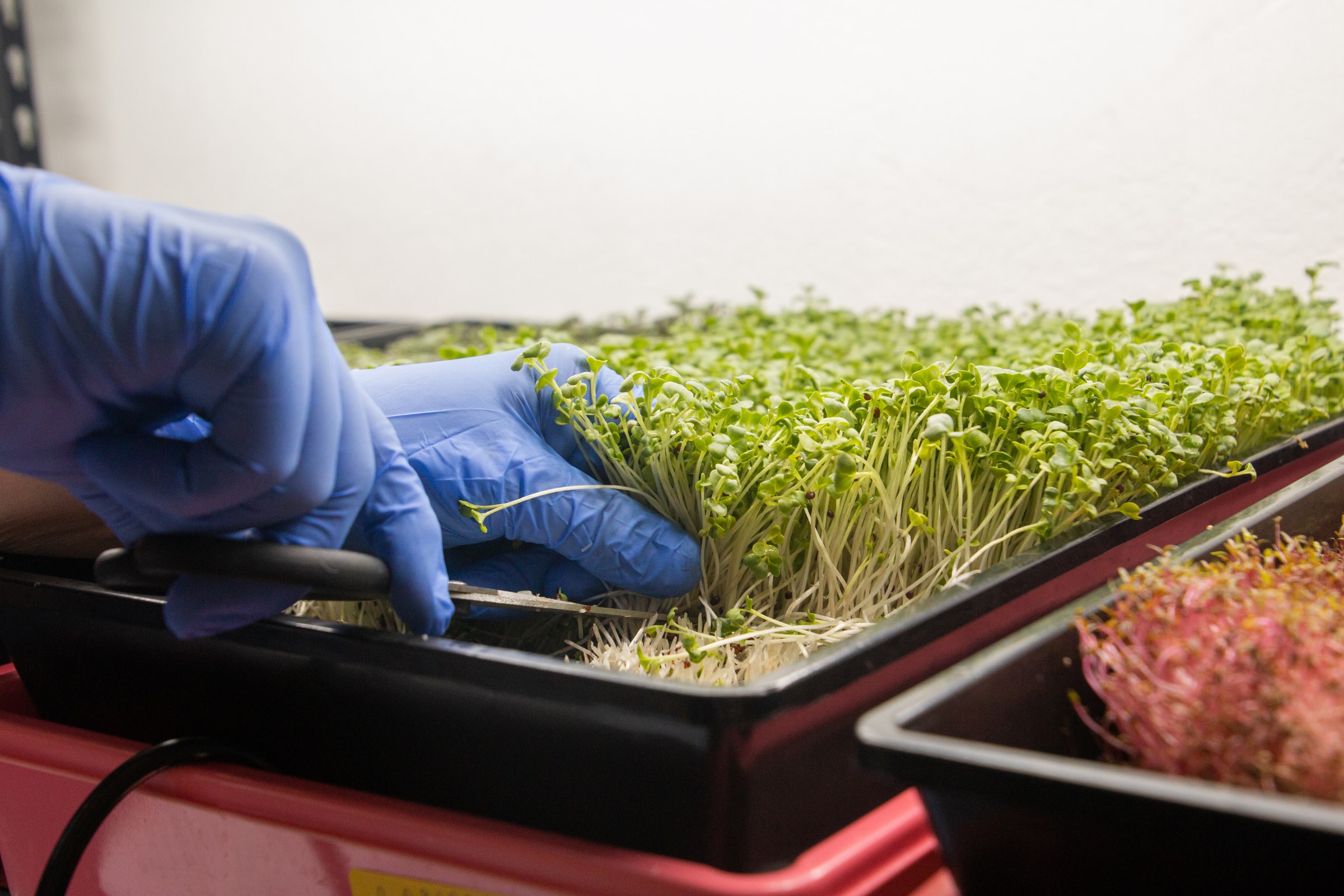 Microgreens ernten