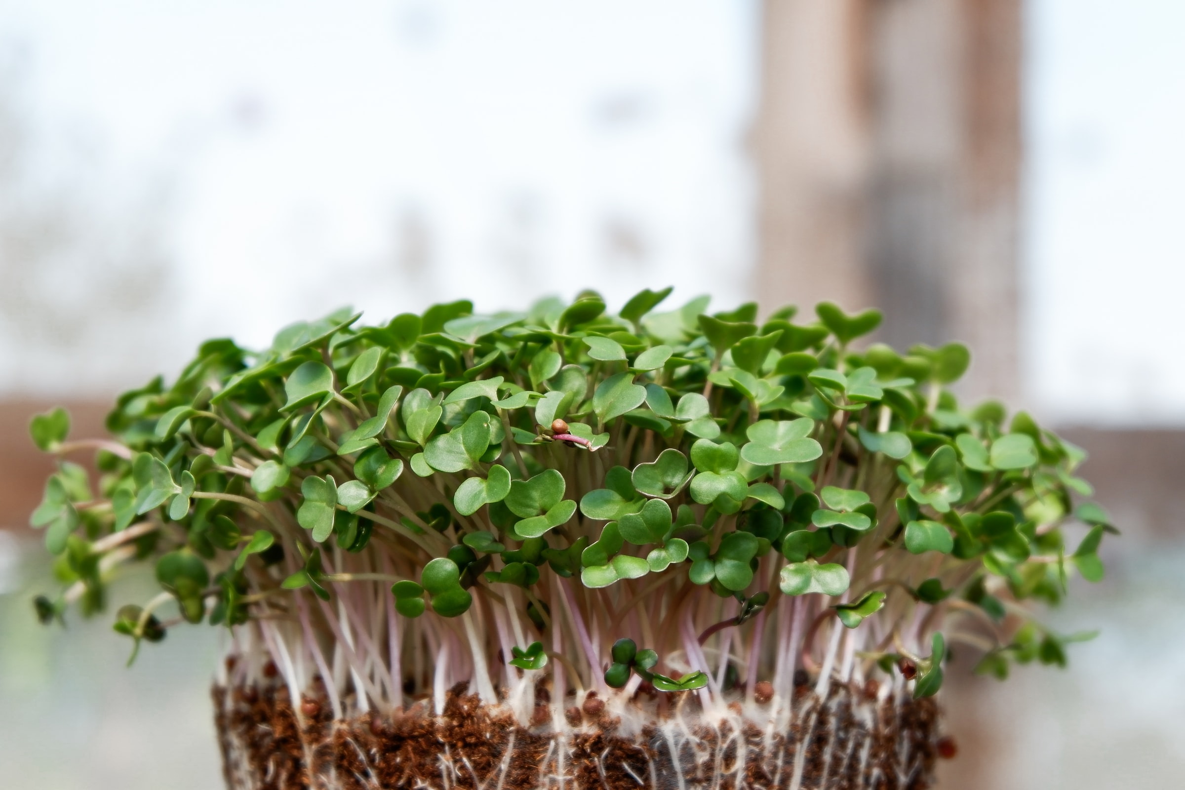 Die 6 besten Microgreens für die Küche