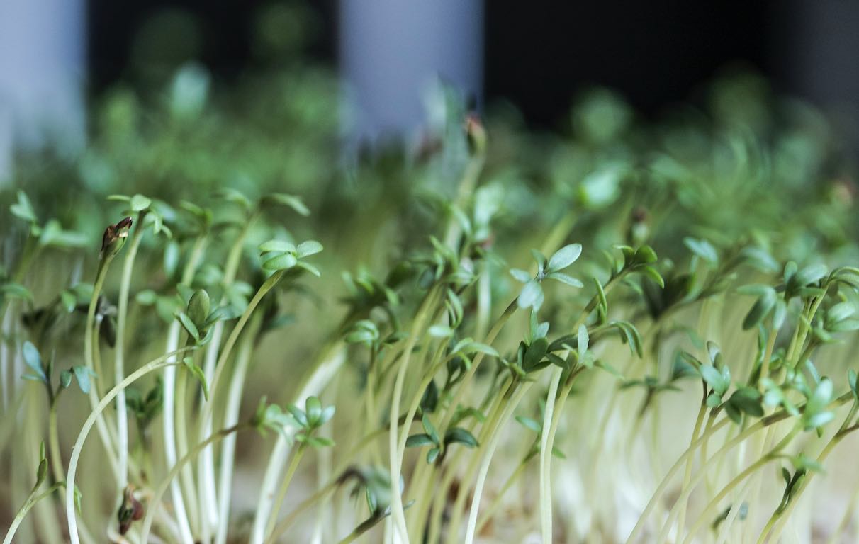 Kresse Microgreens