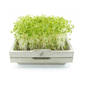 Microgreen Anzuchtschale aus Beton