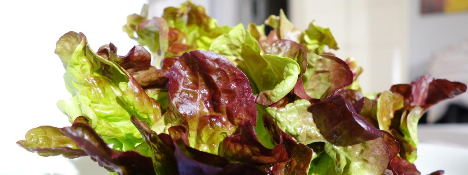 Salat im Hochbeet pflanzen Sorten, Tipps & Pflanzzeit