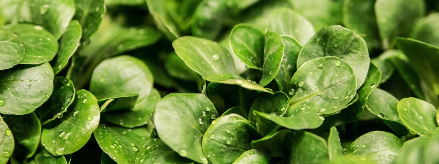 Salat im Hochbeet pflanzen Sorten, Tipps & Pflanzzeit