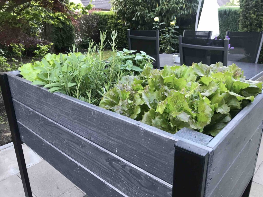 Hochbeet im Sommer bepflanzen? Wertvolle Tipps für die richtigen Kräuter, Salate und Gemüse Sorten.