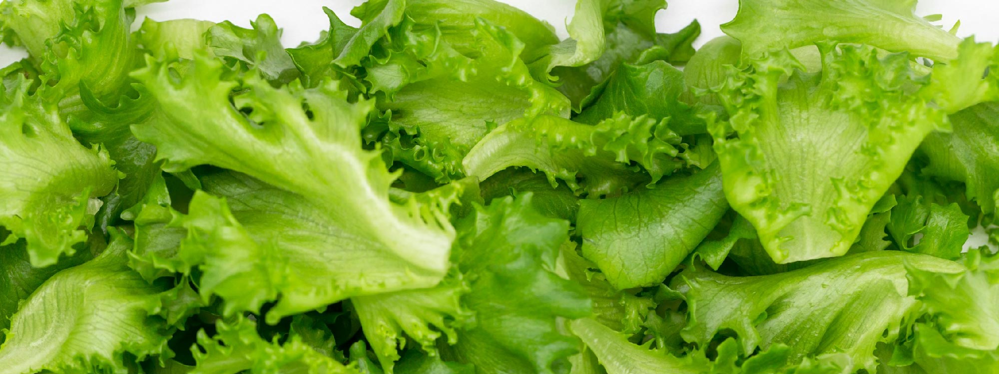 Schnittsalate können früh geerntet und lange angebaut werden, was sie zum idealen Salat für das Hochbeet macht.