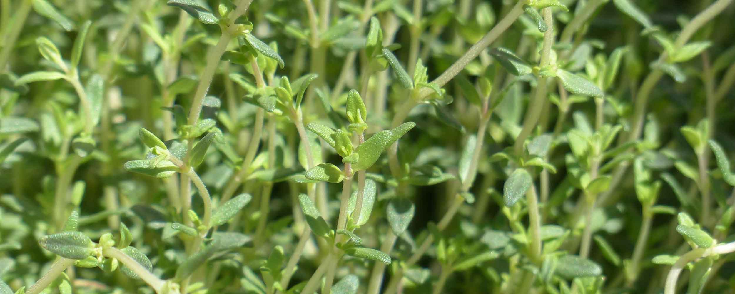 Thymian kann perfekt in ein Hochbeet im Sommer bepflanzt werden.